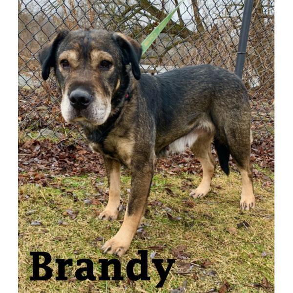 Brandy, an adoptable Shar-Pei, Shepherd in Warren, PA, 16365 | Photo Image 1