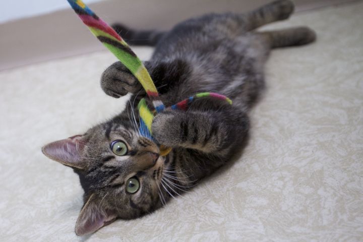 Jamie, an adopted Domestic Short Hair in Montclair, NJ_image-3