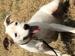 James, Adult Male Pit Bull Terrier