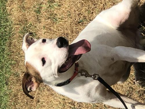 James, an adoptable Pit Bull Terrier in Coleman, TX, 76834 | Photo Image 2