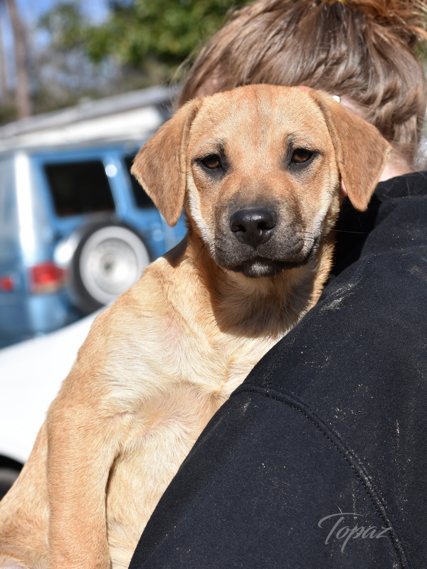 Topaz (Orange Litter), an adopted Terrier & Shepherd Mix in Brewster, NY_image-2