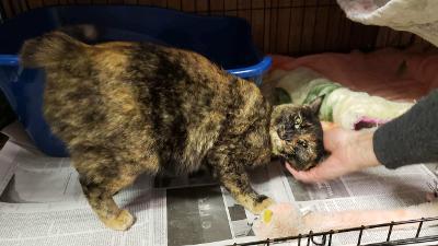 UNIQUE, an adopted Tortoiseshell in Linden, NJ_image-3