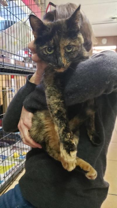 UNIQUE, an adopted Tortoiseshell in Linden, NJ_image-1