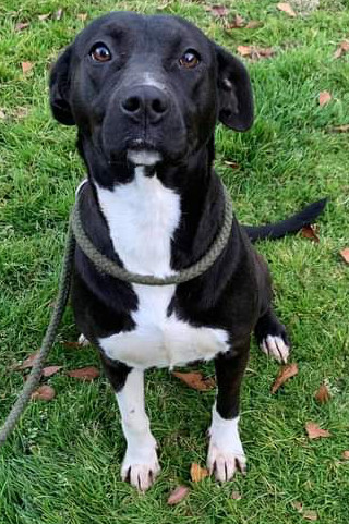 Black lab and australian sales shepherd mix