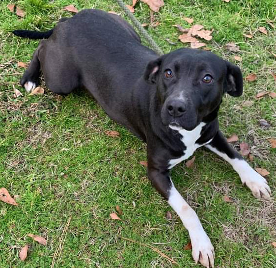 black labrador australian shepherd mix