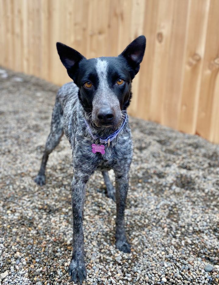 Storm, an adopted Cattle Dog Mix in Tualatin, OR_image-1