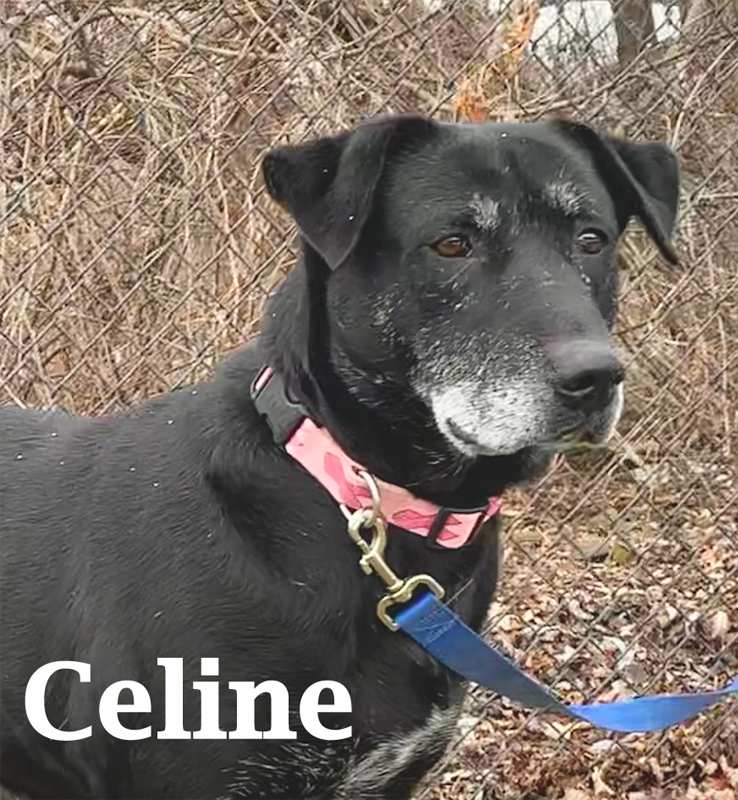 Celine, an adoptable Labrador Retriever in Warren, PA, 16365 | Photo Image 1