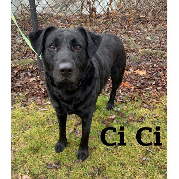 Dog For Adoption Ci Ci A Labrador Retriever Mix In Warren Pa Petfinder