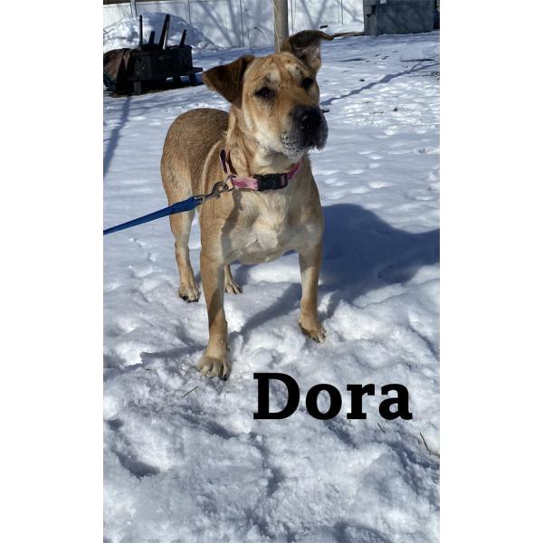 Dora, an adoptable Shar-Pei in Warren, PA, 16365 | Photo Image 1
