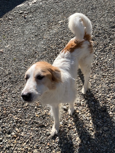 Chance Adoption Pending, an adopted Great Pyrenees & Retriever Mix in Warren, NJ_image-2