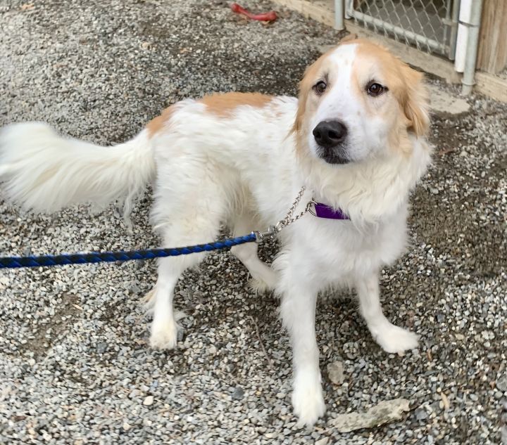 Chance Adoption Pending, an adopted Great Pyrenees & Retriever Mix in Warren, NJ_image-5