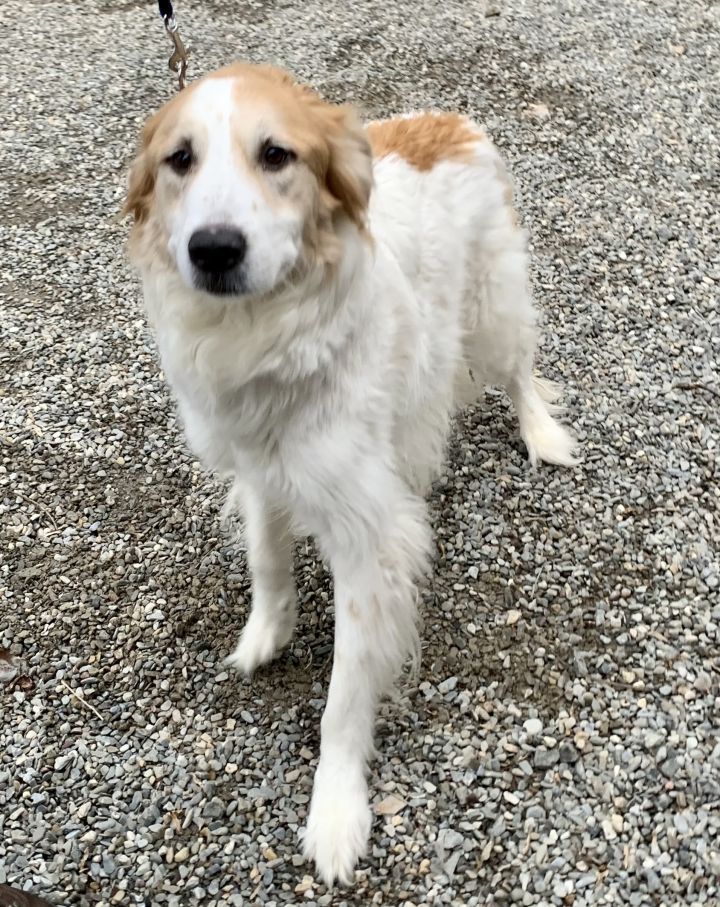 Chance Adoption Pending, an adopted Great Pyrenees & Retriever Mix in Warren, NJ_image-1