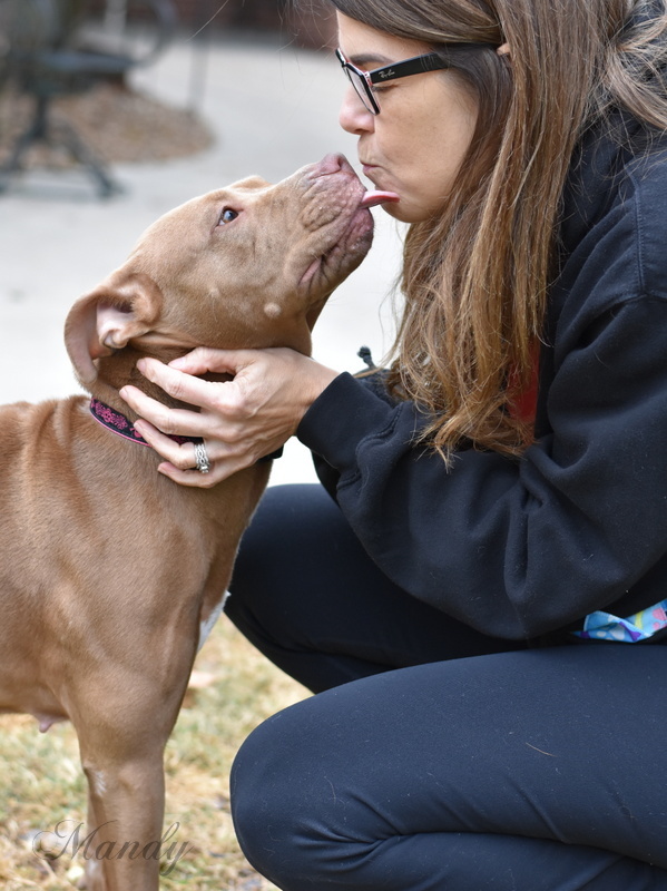 Mandy, an adopted American Staffordshire Terrier & Shar-Pei Mix in Brewster, NY_image-1