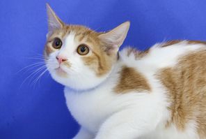 Gerry, an adoptable Domestic Short Hair in Powell, OH, 43065 | Photo Image 1