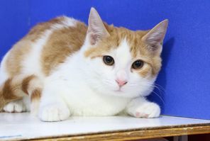 Gino, an adoptable Domestic Short Hair in Powell, OH, 43065 | Photo Image 1