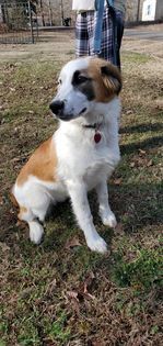 SHEBA, an adopted Border Collie Mix in Littleton, NH_image-2