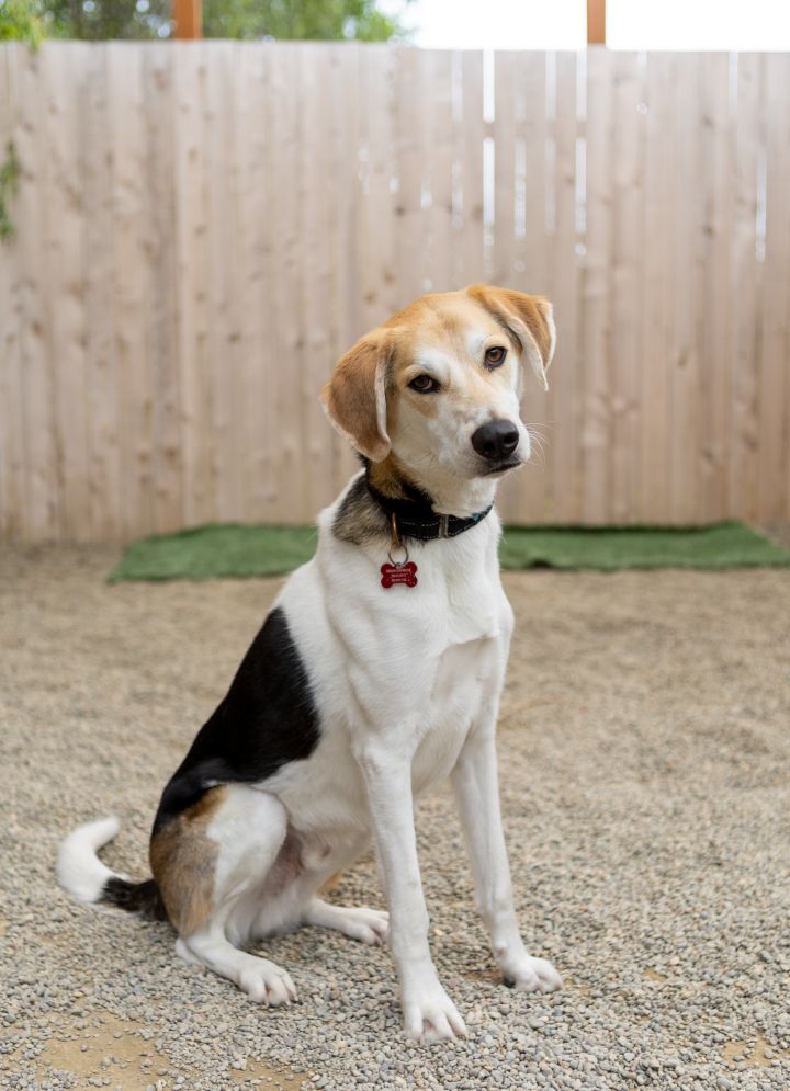 Sushi, an adopted Hound Mix in Tualatin, OR_image-1