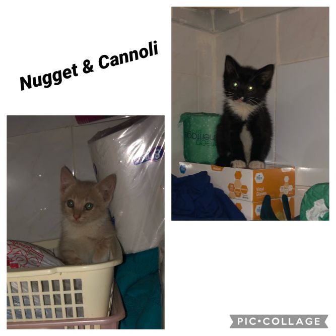 Nugget & Cannoli