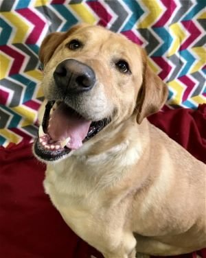 Rusty, an adoptable Labrador Retriever in Sistersville, WV, 26175 | Photo Image 1