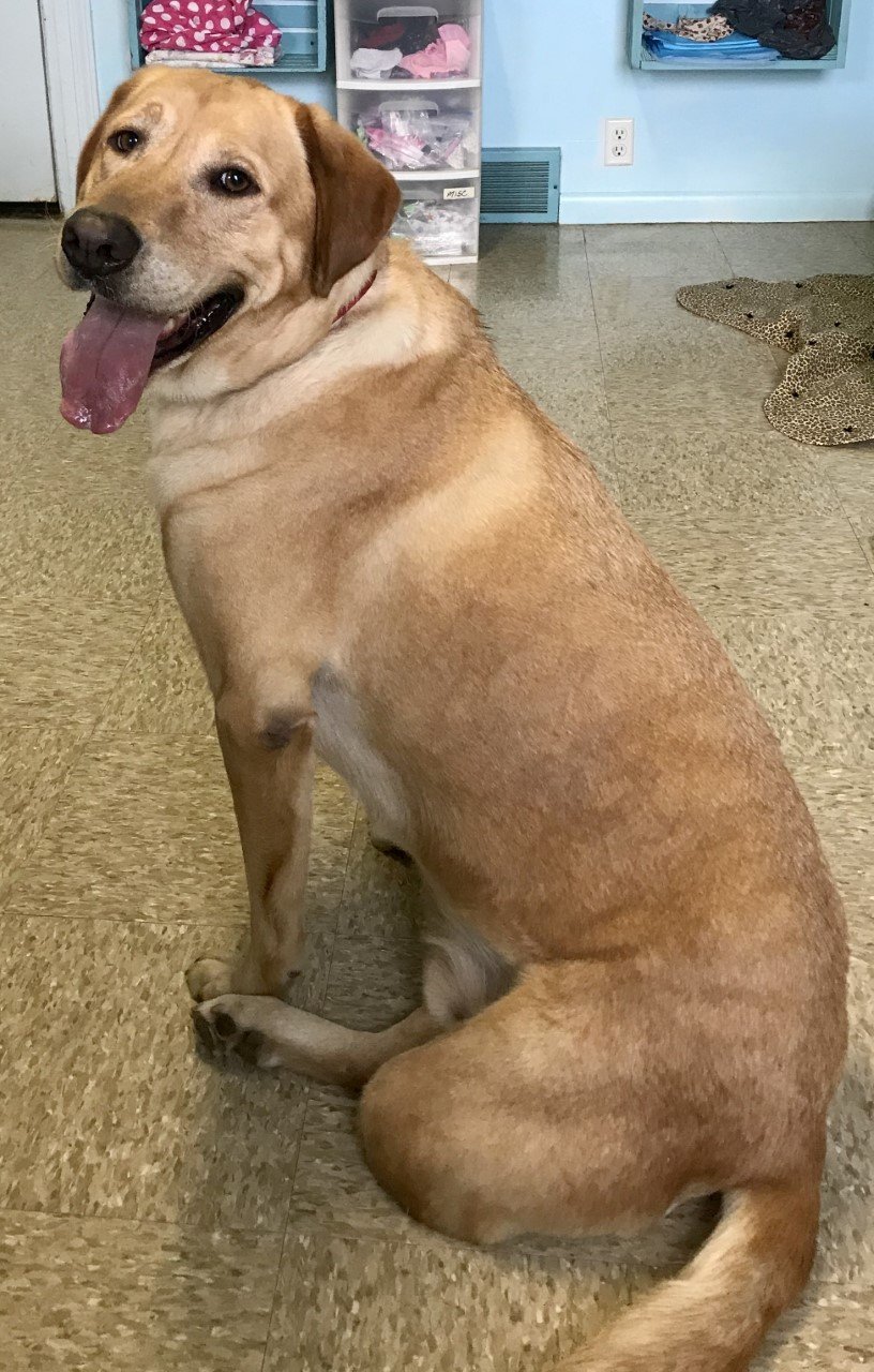 Rusty, an adoptable Labrador Retriever in Sistersville, WV, 26175 | Photo Image 2