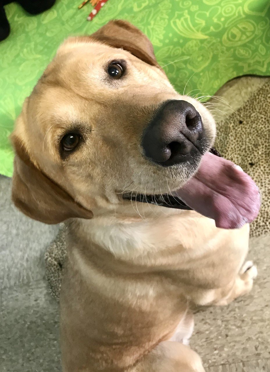 Rusty, an adoptable Labrador Retriever in Sistersville, WV, 26175 | Photo Image 3