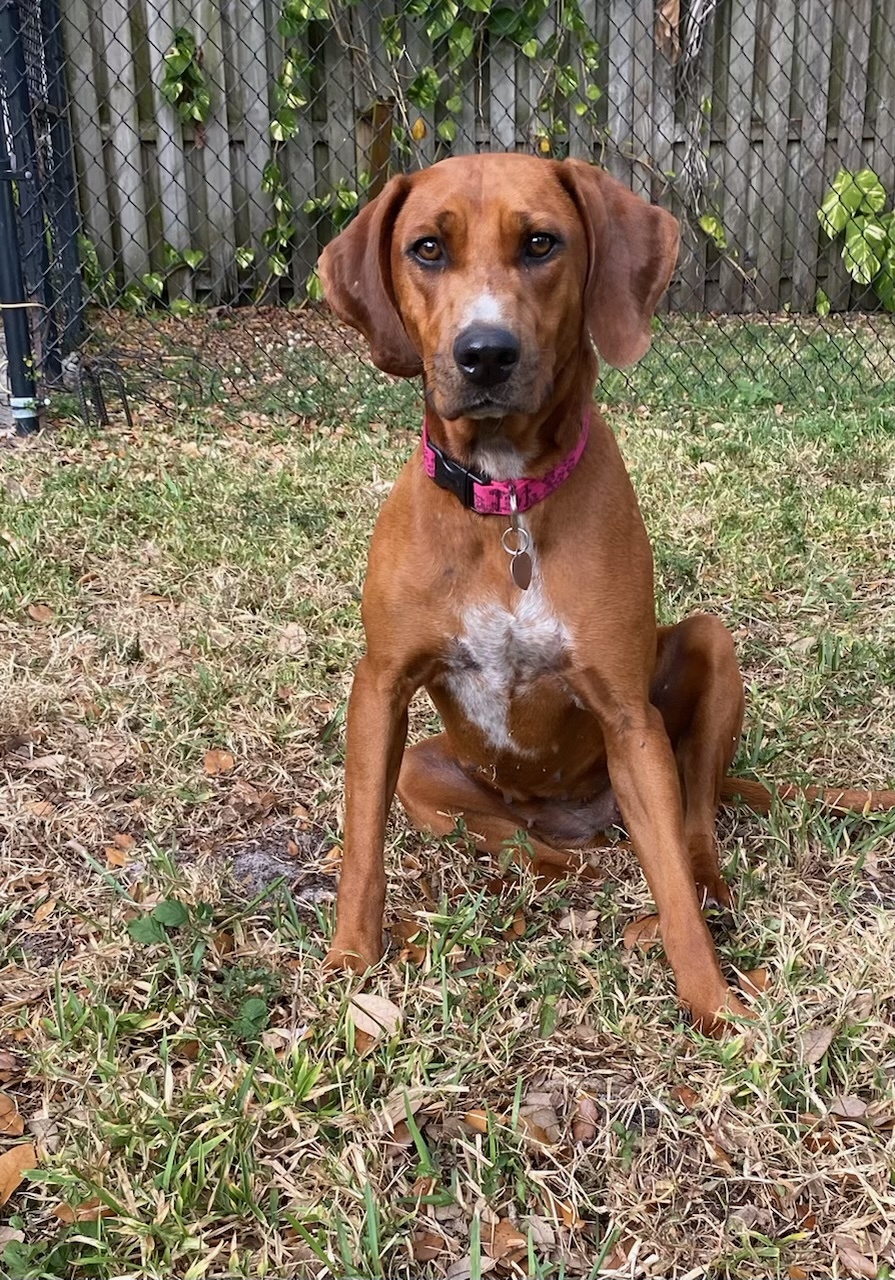 Valerie, an adoptable Redbone Coonhound, Rhodesian Ridgeback in Davie, FL, 33328 | Photo Image 6