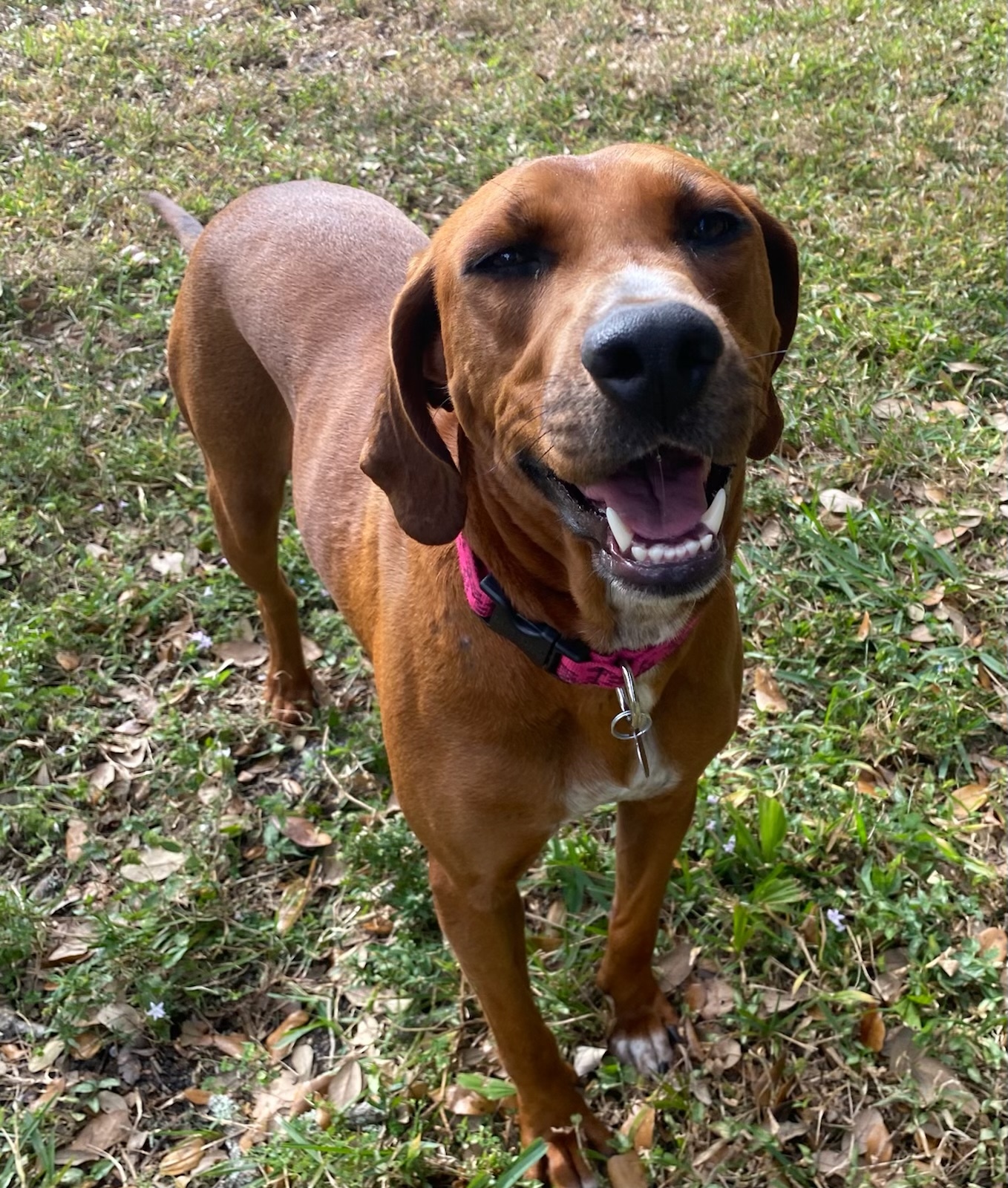 Valerie, an adoptable Redbone Coonhound, Rhodesian Ridgeback in Davie, FL, 33328 | Photo Image 7