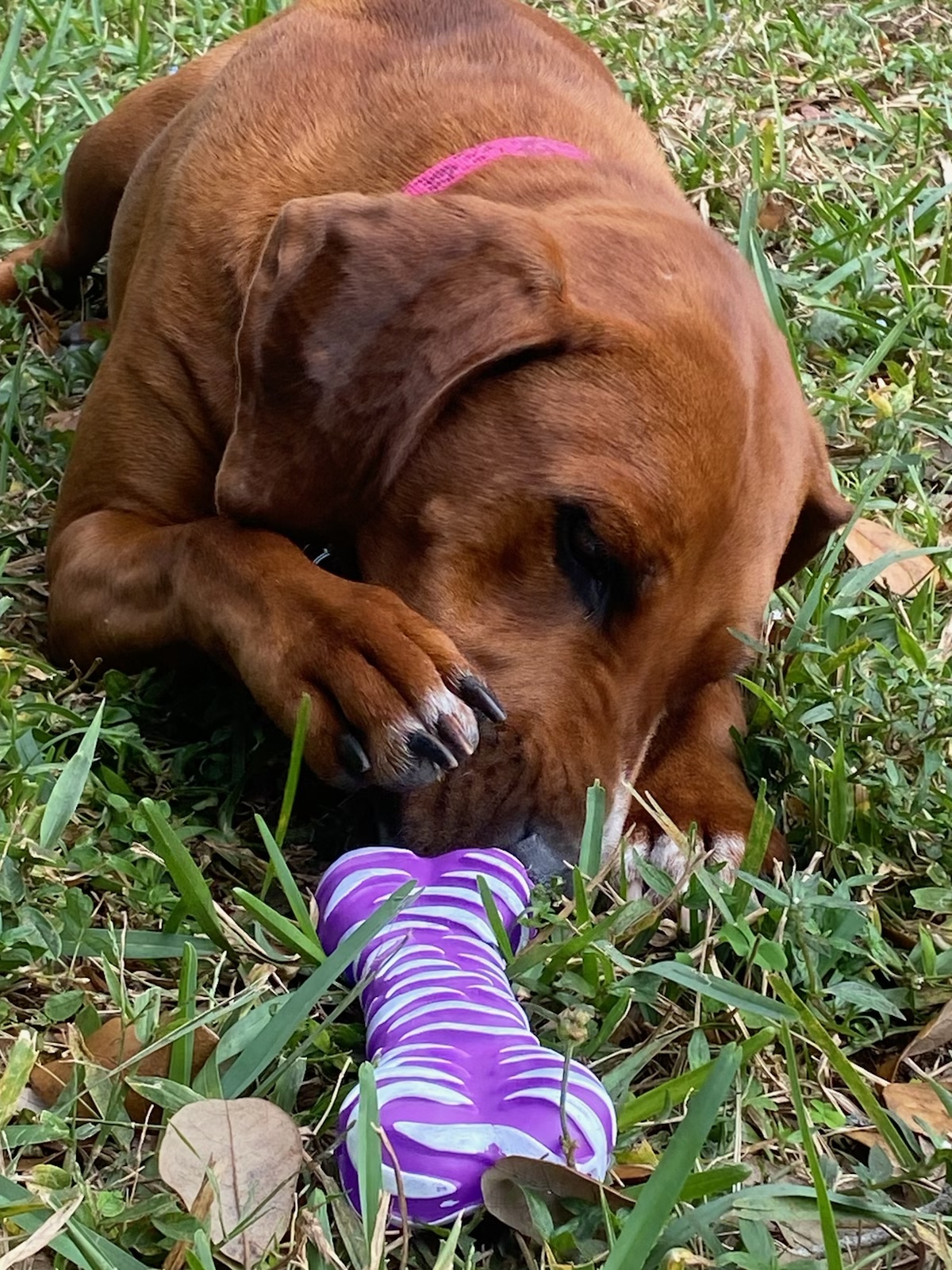 Valerie, an adoptable Redbone Coonhound, Rhodesian Ridgeback in Davie, FL, 33328 | Photo Image 8