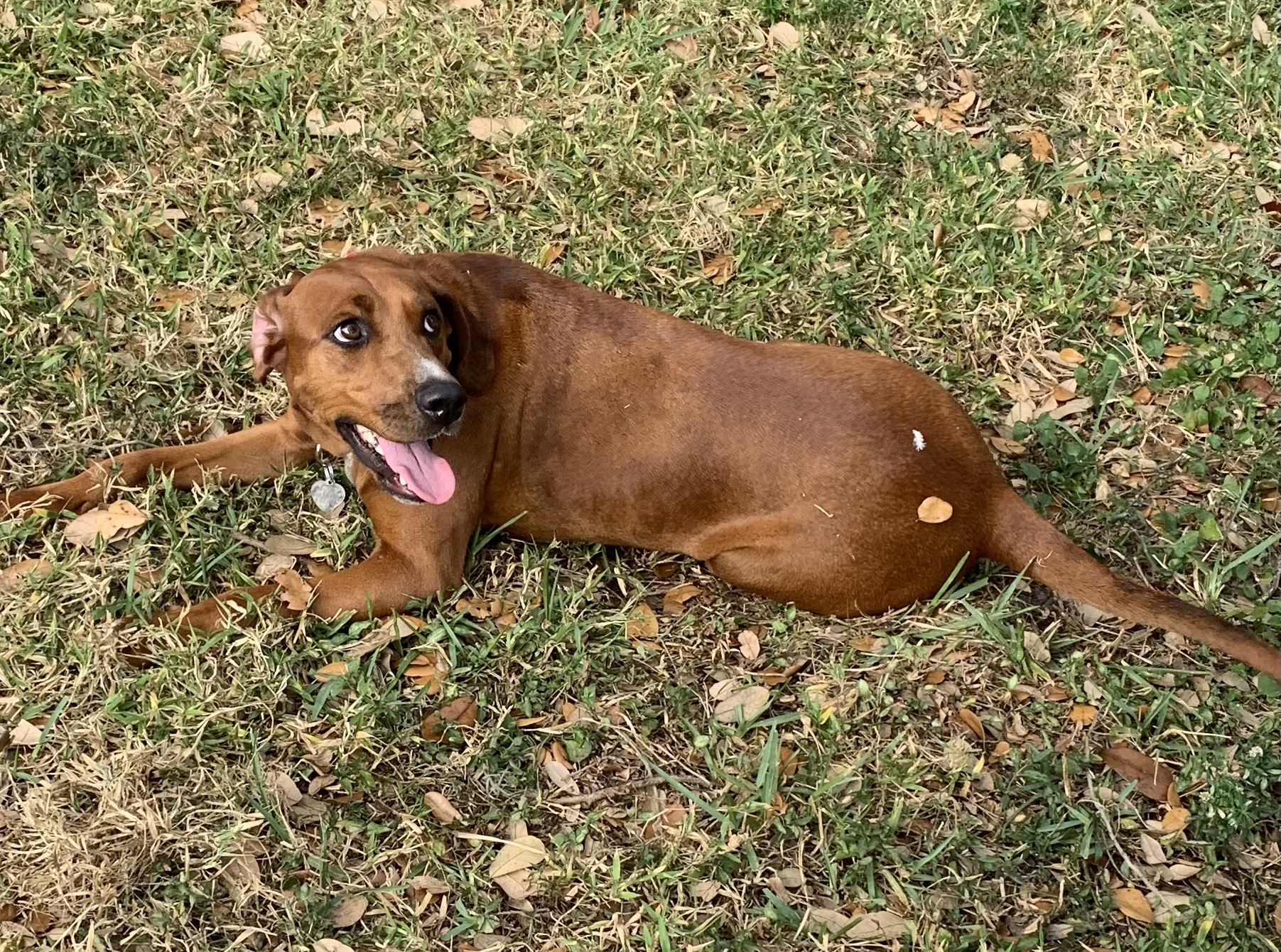 Valerie, an adoptable Redbone Coonhound, Rhodesian Ridgeback in Davie, FL, 33328 | Photo Image 9