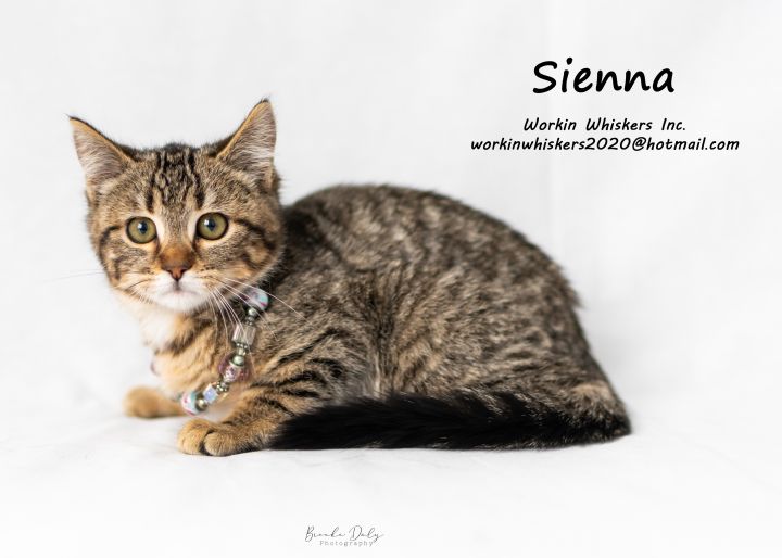 SIENNA, an adopted Domestic Short Hair & Tabby Mix in Murrieta, CA_image-1