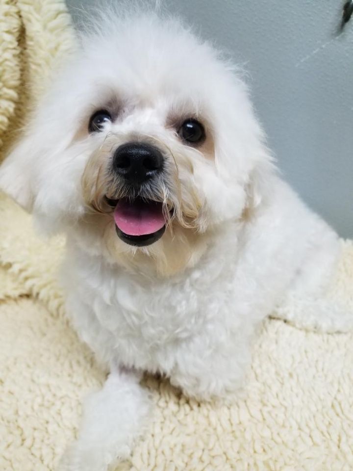 Benny, an adopted Maltipoo in Gardena, CA_image-2