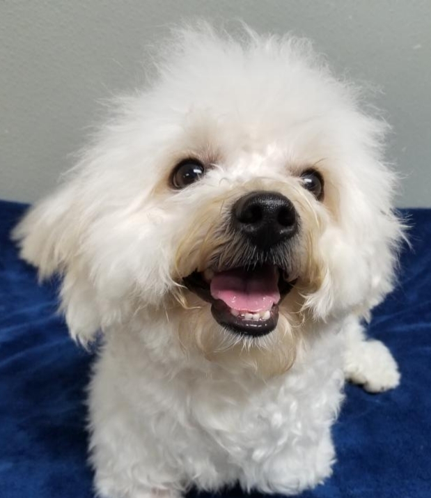 Benny, an adopted Maltipoo in Gardena, CA_image-1