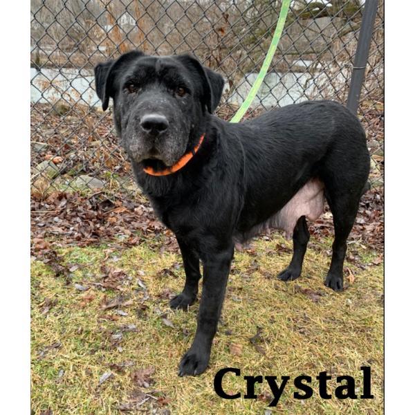 Crystal, an adoptable Shar-Pei in Warren, PA, 16365 | Photo Image 1