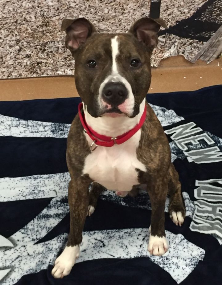 Dog For Adoption Tank A Pit Bull Terrier Mix In Norwalk Ct Petfinder