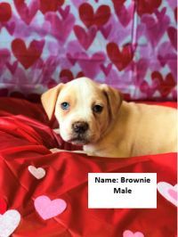 Brownie( foster located in freeland) 3