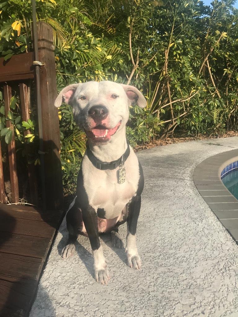 Conan, an adoptable American Bulldog in Key Largo, FL, 33037 | Photo Image 2