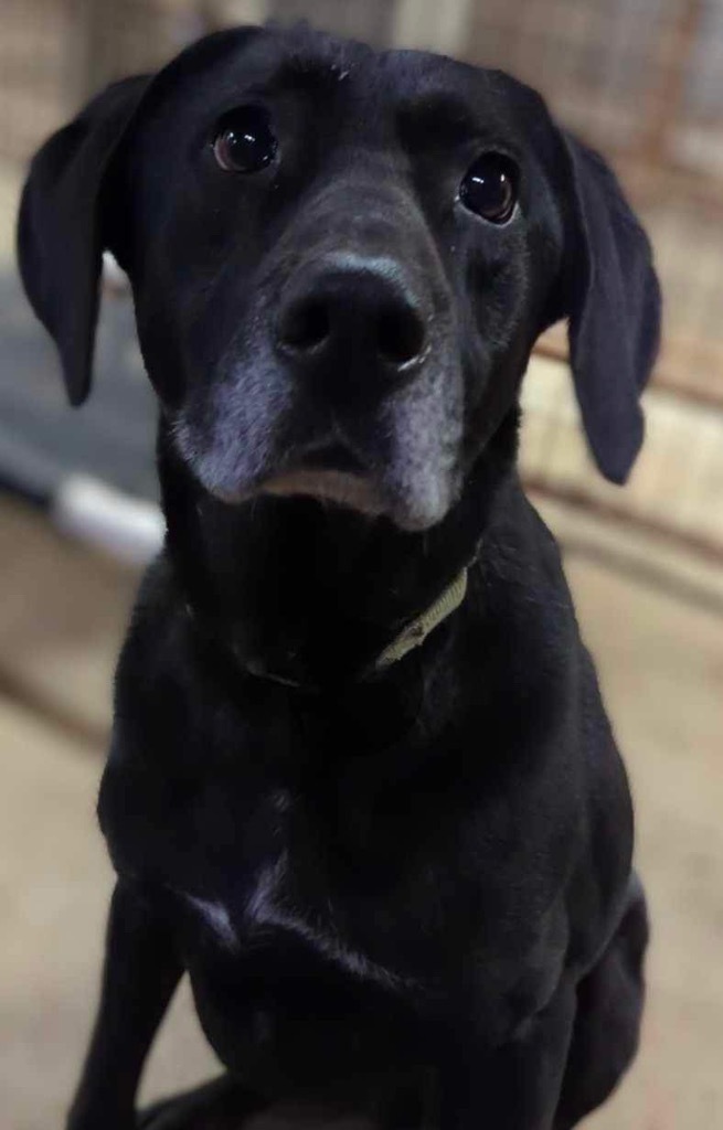 Lucas, an adoptable Labrador Retriever, Hound in Greenwood, IN, 46142 | Photo Image 2