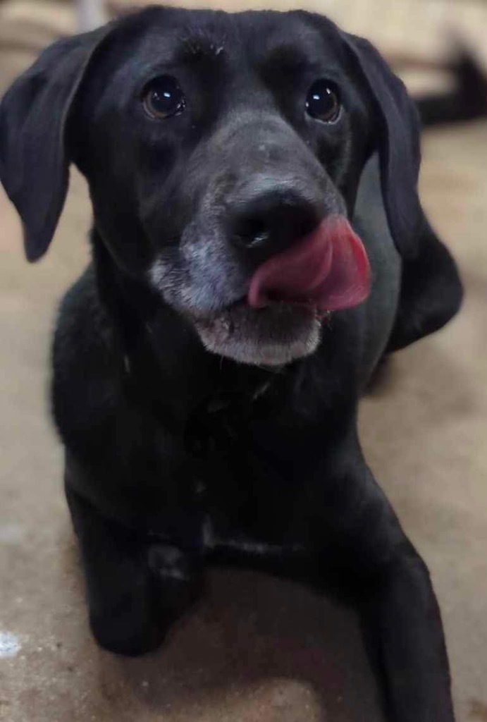 Lucas, an adoptable Labrador Retriever, Hound in Greenwood, IN, 46142 | Photo Image 4