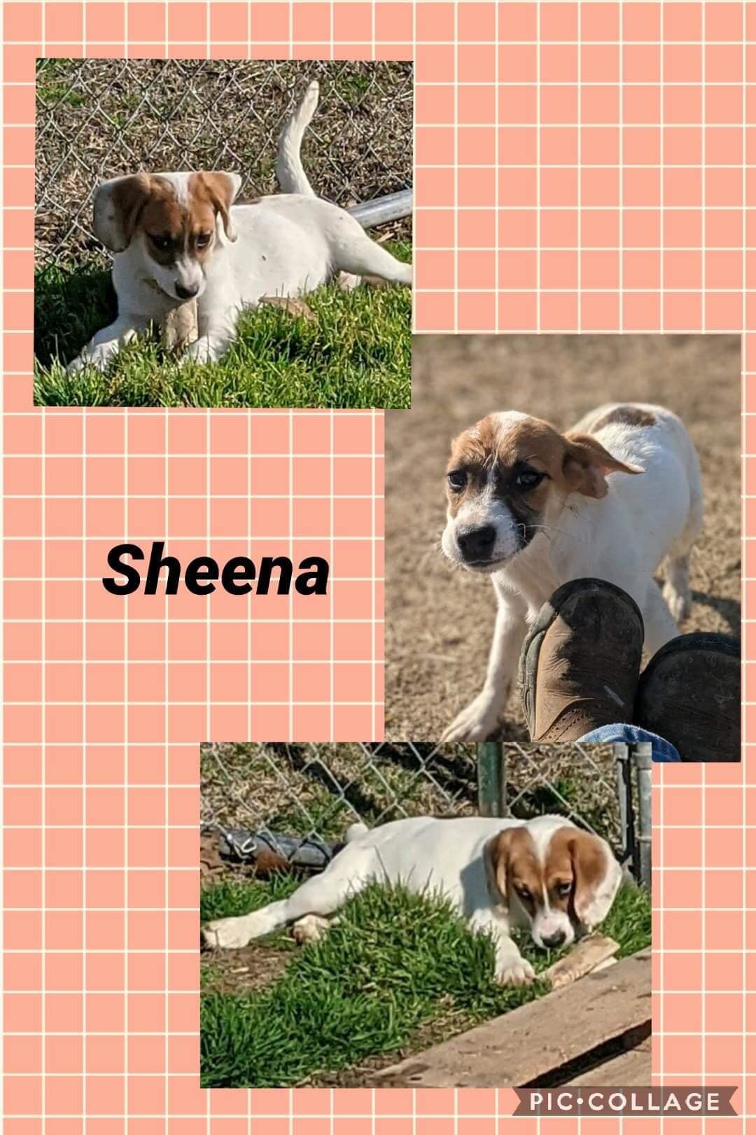 Sheena detail page