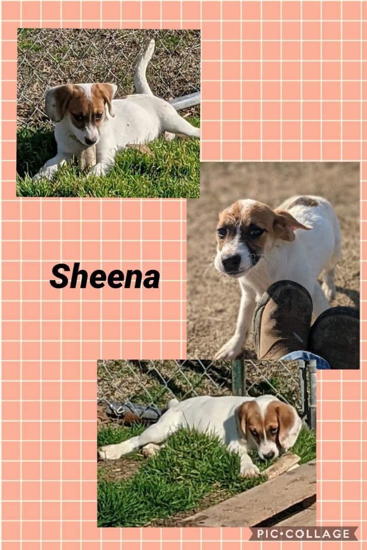 Sheena 1