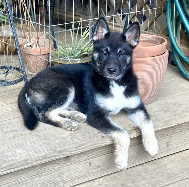 Bella, an adopted Shepherd & Husky Mix in Concord, CA_image-1