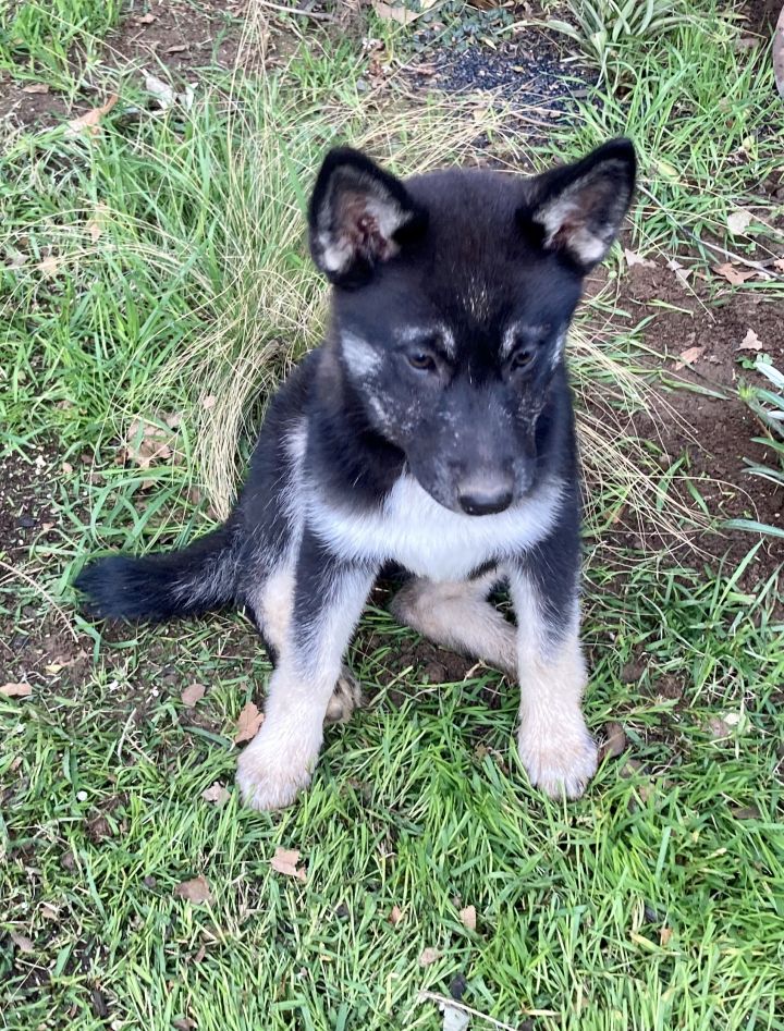 Bella, an adopted Shepherd & Husky Mix in Concord, CA_image-4
