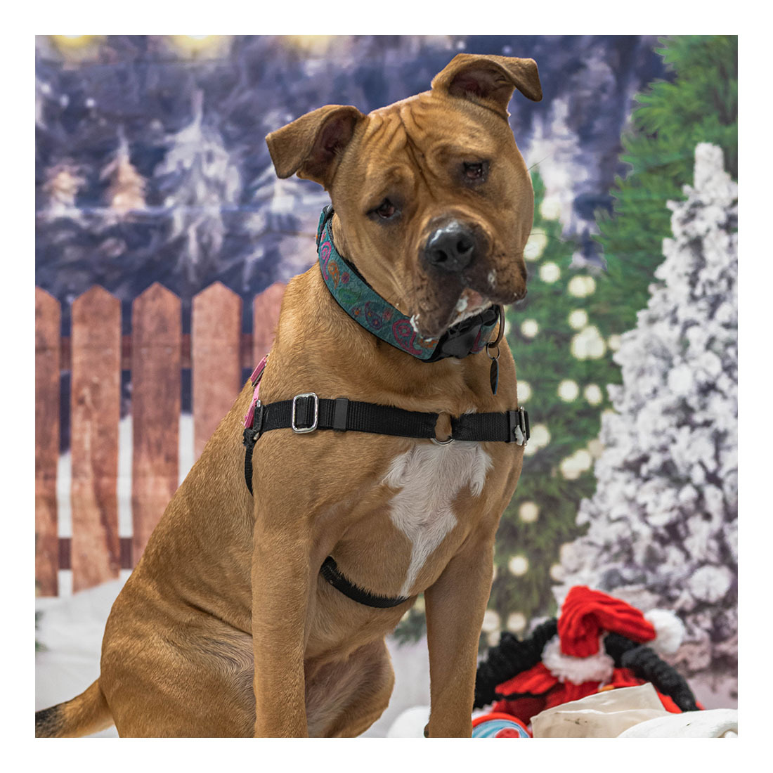 Piper, an adoptable Pit Bull Terrier, American Staffordshire Terrier in Sultan, WA, 98294 | Photo Image 1