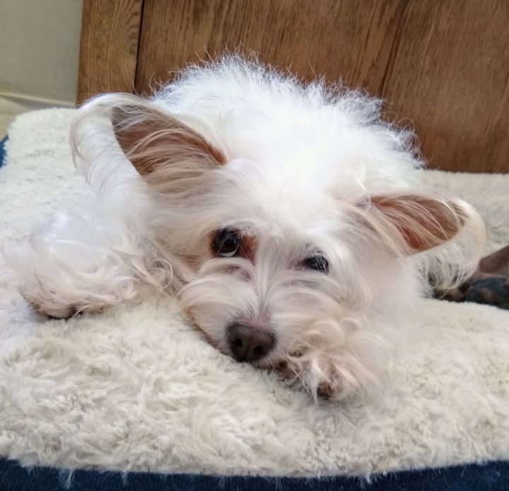 Winnie, an adopted Poodle & Terrier Mix in Quail Valley, CA_image-2