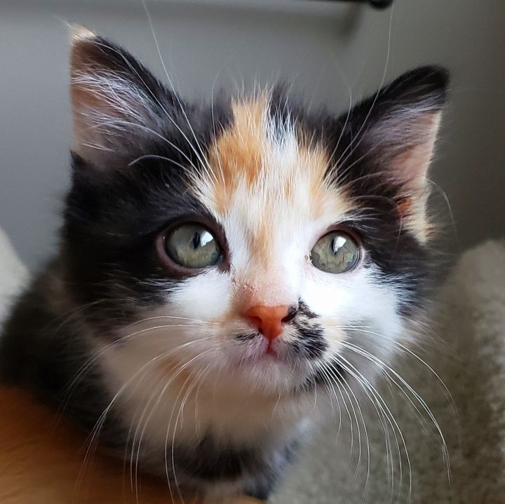 PAIGE, an adopted Calico & Domestic Short Hair Mix in Northampton, PA_image-1