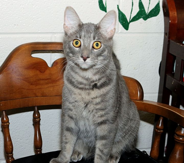 Ash, an adopted Tabby in Euclid, OH_image-3