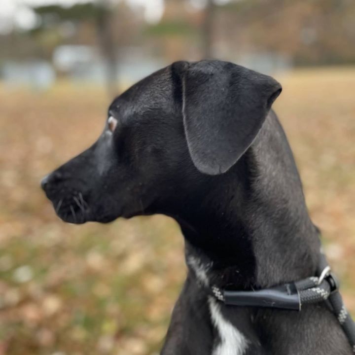 Benny, an adoptable Labrador Retriever Mix in Tahlequah, OK_image-3