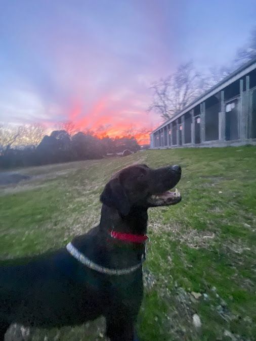 Benny, an adoptable Flat-Coated Retriever in Tahlequah, OK, 74465 | Photo Image 4