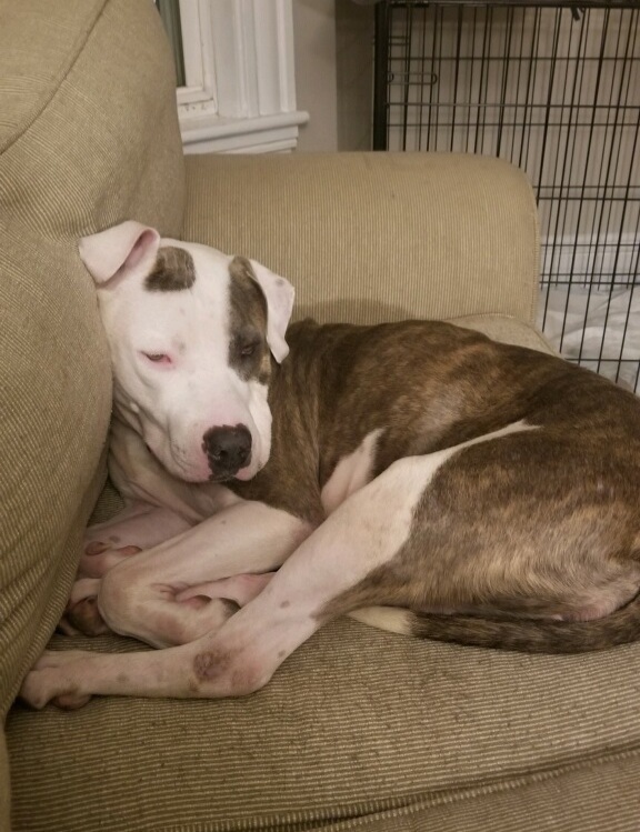 Hope, an adoptable Terrier, American Bulldog in Waltham, MA, 02451 | Photo Image 4