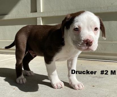 Drucker, an adopted American Bully & Labrador Retriever Mix in Milford, CT_image-1